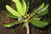 <strong>Elaeocarpus hortensis - Gâteblé Gildas - 313</strong><br />© Ramon, Laurence